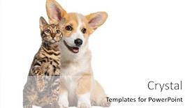  Presentation with dog cat - Slides with cat-and-dog-together-puppy background and a white colored foreground