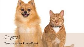  Presentation with cat dog - Slide deck having cat-and-dog-together-spitz background and a coral colored foreground