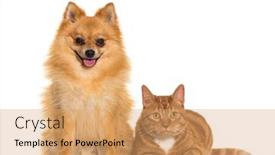  Presentation with dog cat - Presentation with cat-and-dog-together-spitz background and a coral colored foreground