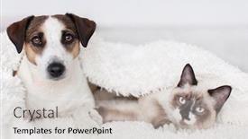  Presentation with cat dog - Amazing PPT layouts having cat-and-dog-together-under backdrop and a light gray colored foreground