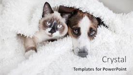  Presentation with cat dog - Slide deck consisting of cat-and-dog-together-under background and a white colored foreground