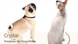  Presentation with dog cat - Beautiful slides featuring cat and dog together view from the back isolated on white backdrop and a lemonade colored foreground