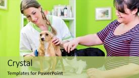  Presentation with cat dog - Slide deck consisting of cat and dog together background and a yellow colored foreground