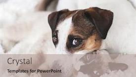  Presentation with cat dog - PPT theme enhanced with cat-and-dog-together background and a mint green colored foreground