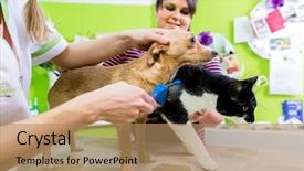  Presentation with dog cat - Cool new theme with cat and dog together backdrop and a coral colored foreground