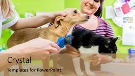  Presentation with dog cat - Amazing PPT theme having cat and dog together backdrop and a coral colored foreground