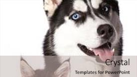  Presentation with dog cat - Amazing PPT layouts having cat and dog backdrop and a light gray colored foreground
