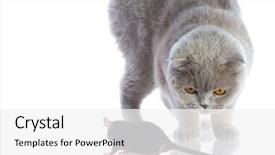  Presentation with cat - Amazing theme having cat and mouse together isolated backdrop and a white colored foreground