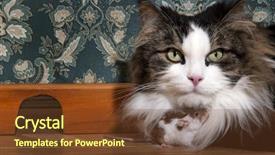  Presentation with old fashioned - Slides with cat and mouse background and a tawny brown colored foreground