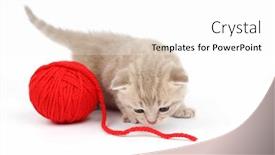  Presentation with wool - Beautiful PPT theme featuring yarn balls basket - cat and red wool ball backdrop and a white colored foreground
