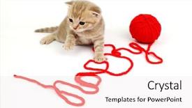  Presentation with wool - Slides featuring cat and wool background and a sky blue colored foreground