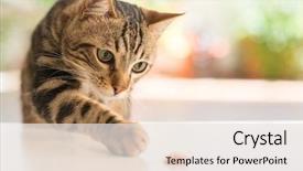  Presentation with domestic animal - Cool new presentation with cat at home domestic animal backdrop and a sky blue colored foreground