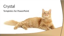  Presentation with attention - Cool new theme with cat-attention-isolated-on-white backdrop and a white colored foreground