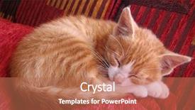  Presentation with sleeping baby - Audience pleasing presentation theme consisting of cat baby kitty is sleeping and purring backdrop and a coral colored foreground