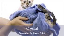  Presentation with cat - Audience pleasing presentation theme consisting of  backdrop and a  colored foreground