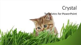  Presentation with cat - Audience pleasing presentation consisting of cat-behind-grass backdrop and a white colored foreground