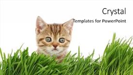  Presentation with free cat - Slide deck with cat behind grass background and a white colored foreground