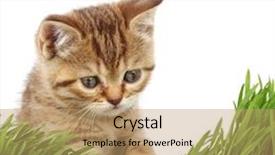  Presentation with cat - Slide deck consisting of cat behind grass background and a coral colored foreground