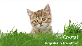  Presentation with free cat - PPT layouts with cat behind grass background and a tawny brown colored foreground