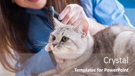  Presentation with vet - Colorful PPT theme enhanced with cat-being-examining-in-vet backdrop and a gray colored foreground