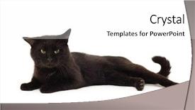  Presentation with black white program - PPT theme featuring cat black isolated on white background and a white colored foreground