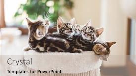  Presentation with breeding - Amazing presentation theme having cat-breeding-in-home-young backdrop and a mint green colored foreground