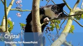  Presentation with climbing - PPT theme consisting of cat climbing a blossoming tree background and a teal colored foreground