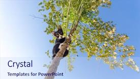 Presentation with tree wildland fire - Cool new theme with cat climbing at the tree backdrop and a sky blue colored foreground