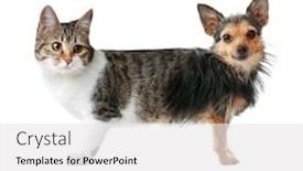  Presentation with cat dog - Beautiful PPT layouts featuring cat-conjoined-with-dog backdrop and a white colored foreground