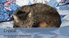  Presentation with baby sleep little brown - Presentation theme consisting of cat curled up and asleep background and a teal colored foreground