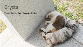  Presentation with cat - Audience pleasing presentation design consisting of cat-family-young-kitty backdrop and a light gray colored foreground