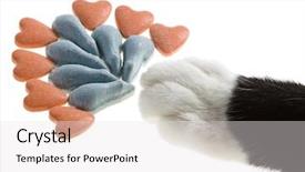  Presentation with paw - Colorful PPT theme enhanced with cat food kibble with hairy backdrop and a light gray colored foreground