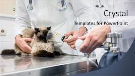  Presentation with lung disease - Slide deck consisting of cat for symptoms of disease background and a light gray colored foreground