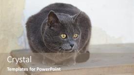  Presentation with cat - Audience pleasing presentation design consisting of cat-hissing-on-a-bench backdrop and a gray colored foreground