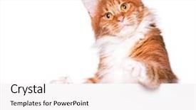  Presentation with red banner - Amazing PPT theme having cat holding sign or banner backdrop and a white colored foreground