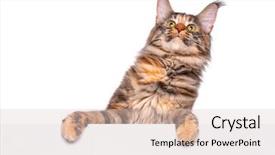  Presentation with footprints cat - Cool new slide set with cat holding sign or banner backdrop and a lemonade colored foreground