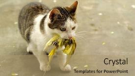  Presentation with cat - PPT theme featuring cat hunted a budgie background and a coral colored foreground