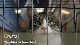  Presentation with iso - Beautiful slide set featuring animal abandon behind bars - cat in a local shelter backdrop and a gray colored foreground