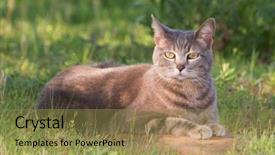  Presentation with cat party - Beautiful slide set featuring cat in a partial shade backdrop and a gold colored foreground