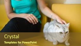  Presentation with feline - Colorful PPT layouts enhanced with cat-in-a-veterinary-clinic backdrop and a tawny brown colored foreground