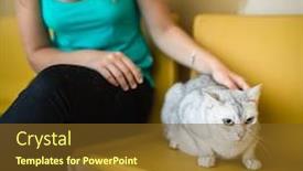  Presentation with feline - Amazing PPT layouts having cat-in-a-veterinary-clinic backdrop and a tawny brown colored foreground