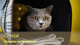  Presentation with feline - Presentation theme having cat-in-a-veterinary-clinic background and a violet colored foreground