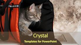  Presentation with bag - Beautiful slide set featuring cat in carrier bag backdrop and a tawny brown colored foreground