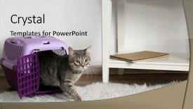  Presentation with nanostructured lipid carrier - Cool new slide deck with cat in carrier box backdrop and a light gray colored foreground