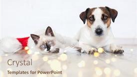  Presentation with cat dog - Cool new PPT theme with cat-in-christmas-hat backdrop and a lemonade colored foreground