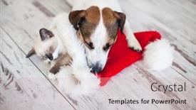  Presentation with dog christmas - Slide set enhanced with cat-in-christmas-hat background and a coral colored foreground