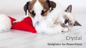  Presentation with dog christmas - Slides with cat-in-christmas-hat background and a light gray colored foreground