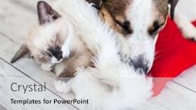  Presentation with dog christmas - PPT layouts having cat-in-christmas-hat background and a sky blue colored foreground