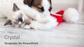  Presentation with dog cat - PPT layouts having cat-in-christmas-hat background and a light gray colored foreground