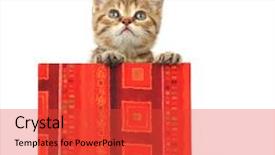  Presentation with gift - Beautiful presentation featuring gold little stars - cat in gift box backdrop and a red colored foreground